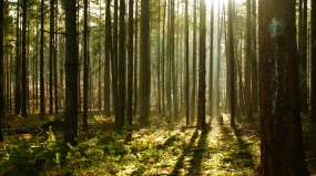 清晨森林树木景观图片